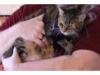 Adopt Willow a Tiger Striped Tabby / Mixed (short coat) cat in Jacksonville