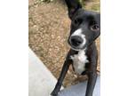 Adopt Male and Female Puppy a Black - with White Mutt / Mixed dog in Natalia