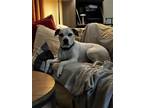 Adopt Lazlo a White - with Brown or Chocolate Labrador Retriever / Boxer / Mixed