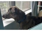 Adopt Jedi a Brown/Chocolate - with White German Shepherd Dog / Terrier (Unknown