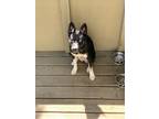 Adopt Lola a Black - with White German Shepherd Dog / Husky / Mixed dog in