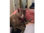 Adopt Lexi a Gray, Blue or Silver Tabby Russian Blue / Mixed (medium coat) cat
