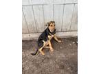 Adopt Berry a Black - with Tan, Yellow or Fawn German Shepherd Dog / Terrier