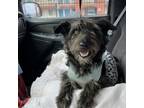 Adopt Millie a Schnauzer