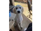 Adopt Zeus a White Poodle (Standard) / Mixed dog in Celina, TX (41486567)