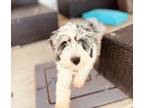 Adopt Blue a Gray/Blue/Silver/Salt & Pepper Australian Shepherd / Poodle