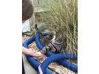 Adopt Kitty Cat a Gray, Blue or Silver Tabby Domestic Mediumhair / Mixed (medium