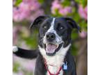 Adopt Charley a Border Collie / Mixed dog in Golden, CO (41495992)
