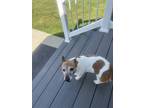 Adopt Boa a Black - with Tan, Yellow or Fawn Jack Russell Terrier / Mixed dog in
