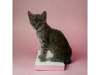 Adopt Coke a Brown Tabby Domestic Shorthair (short coat) cat in San Diego