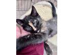 Adopt Meredith a Tortoiseshell Domestic Shorthair cat in Alma, WI (41494258)