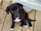 Adopt Lucy a Black St. Bernard dog in Alma, WI (41490924)