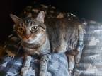 Adopt Sombra a Brown or Chocolate (Mostly) Tabby / Mixed (short coat) cat in