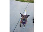 Adopt Harper a Brindle - with White Mutt / Mixed dog in Memphis, TN (41477322)