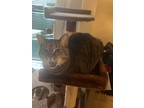 Adopt Baby girl a Tiger Striped Tabby / Mixed (medium coat) cat in Burlison