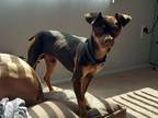 Adopt Jay J a Tricolor (Tan/Brown & Black & White) Miniature Pinscher /
