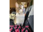 Adopt Neyland a Brown Tabby Tabby / Mixed (short coat) cat in Knoxville