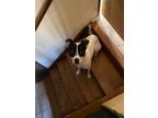 Adopt Proteo a White - with Black Shar Pei / American Pit Bull Terrier / Mixed