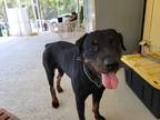 Adopt Snickers a Black - with Tan, Yellow or Fawn Rottweiler / Mixed dog in