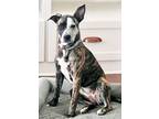 Adopt Bellatrix a Brindle - with White Belgian Malinois / Shepherd (Unknown