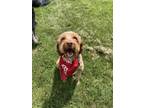 Adopt Opie a Red/Golden/Orange/Chestnut Brittany / Poodle (Standard) / Mixed dog