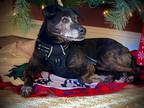 Adopt Genevieve a Black - with Tan, Yellow or Fawn Labrador Retriever / Italian