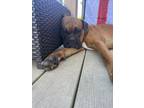 Adopt Vito a Tan/Yellow/Fawn - with White Boxer / Mixed dog in Sewell
