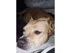 Adopt Sunshine a Brown/Chocolate - with White American Pit Bull Terrier / Mixed
