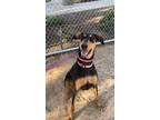 Adopt Dixie a Doberman Pinscher