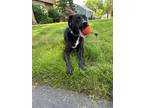Adopt Henle a Black - with White Mutt / Mixed dog in Bel Air, MD (41502035)
