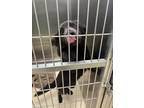Adopt Smoke a Gray/Blue/Silver/Salt & Pepper Mixed Breed (Medium) / Mixed dog in