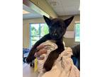 Adopt Samus a Black - with White Mixed Breed (Medium) / Mixed dog in Kalamazoo