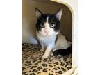 Adopt Kismet a Brown Tabby Domestic Shorthair / Mixed (short coat) cat in