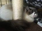 Adopt Naomi a White (Mostly) Ragdoll / Mixed (long coat) cat in Central Islip