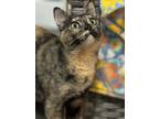 Adopt Nova Orchard a Black (Mostly) Domestic Shorthair / Mixed (short coat) cat