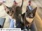 Adopt PJ and Stacey a Gray or Blue (Mostly) American Shorthair / Mixed (short