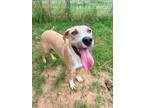Adopt Simon a Brown/Chocolate - with White Pit Bull Terrier dog in Ola