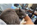 Adopt Jean-paul a Black & White or Tuxedo American Shorthair / Mixed (short