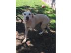 Adopt Coral a Tan/Yellow/Fawn Labrador Retriever dog in Ola, AR (41502038)