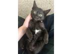 Adopt Rook a All Black Domestic Shorthair (short coat) cat in St Cloud