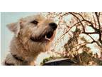 Adopt LUCAS a Labradoodle dog in Auburn, WA (41502009)