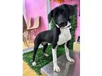 Adopt NADIA a Black Labrador Retriever / Mixed dog in Auburn, WA (41502005)