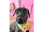 Adopt BEAN a Black Labrador Retriever / Mixed dog in Auburn, WA (41502004)