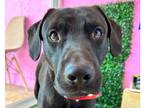 Adopt ARLEN a Black Labrador Retriever / Mixed dog in Auburn, WA (41502003)