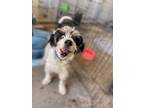 Adopt KOA a Shih Tzu / Poodle (Standard) dog in Auburn, WA (41502002)