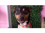 Adopt LUCY a Labrador Retriever / Mixed dog in Auburn, WA (41501995)