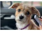 Adopt MIEL a Terrier (Unknown Type, Medium) / Mixed dog in Auburn, WA (41501992)