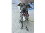 Adopt Rex a Brindle Labrador Retriever / Belgian Malinois dog in Armonk