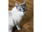 Adopt Luka a Cream or Ivory (Mostly) Siamese (short coat) cat in Canton