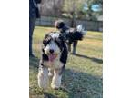 Adopt Millie a Tricolor (Tan/Brown & Black & White) Bernedoodle / Poodle